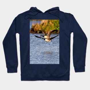 Canada Geese in flight Hoodie